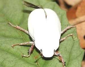�������� ����� ��������� �� ����� ������� �������� ��������� ��� Cyphochilus
